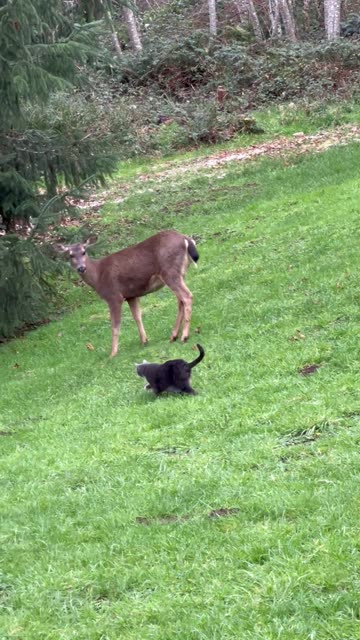Cat Sammy And His Deer Herd Crew