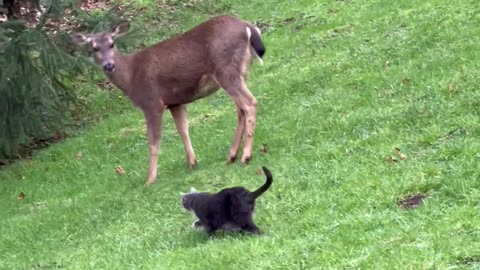 Cat Sammy And His Deer Herd Crew