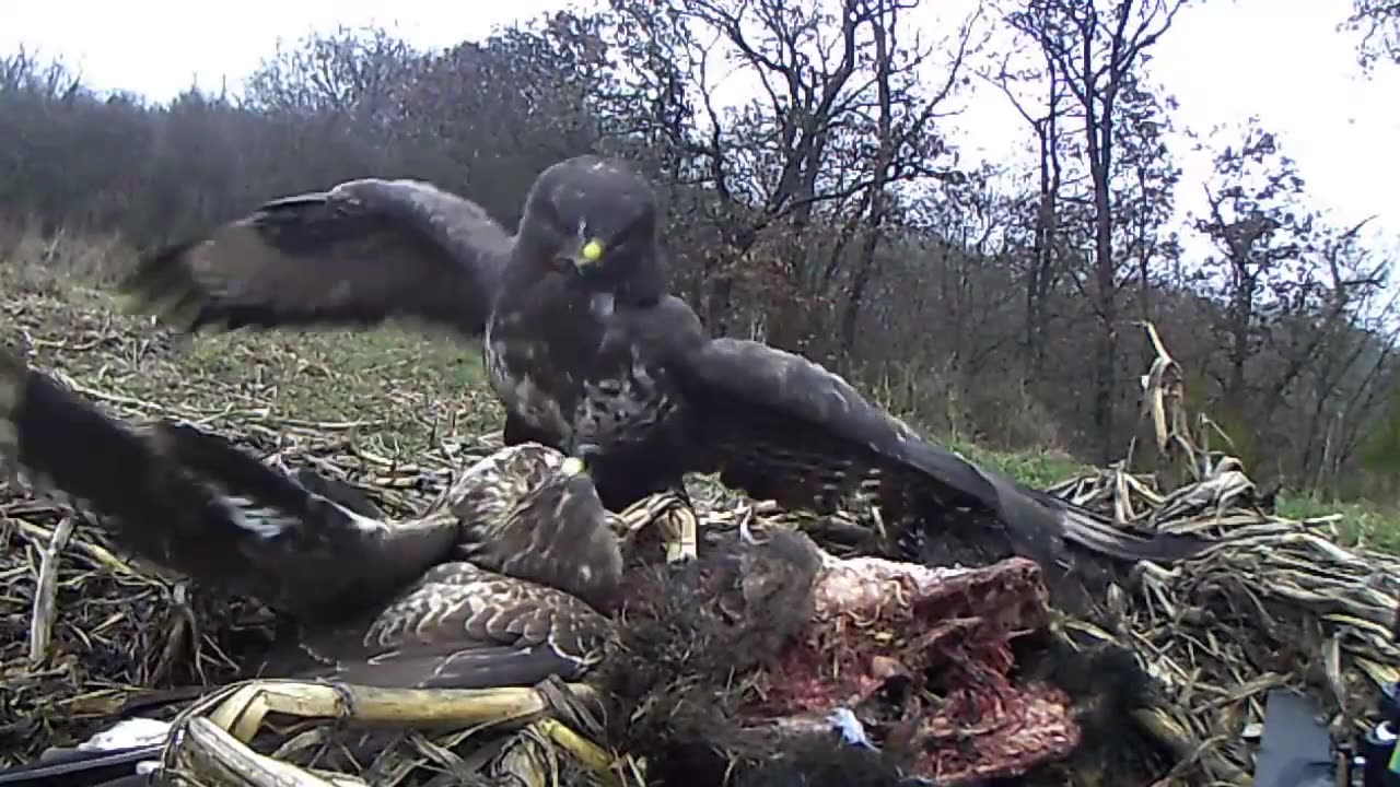 Spectacular Common Buzzard Fight