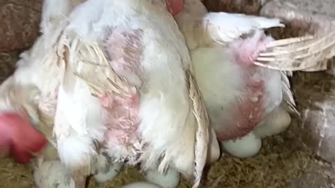 Egg laying process in live