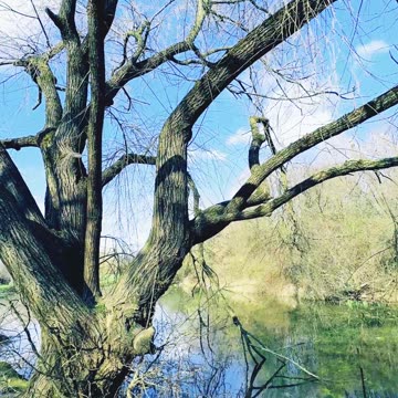 EVEN FOR JUST ONE DAY AMIDSTA TURING LIFE