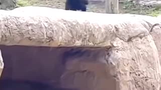 😂🐒 You Won't Believe What This Baby Chimp Does! | FunFM