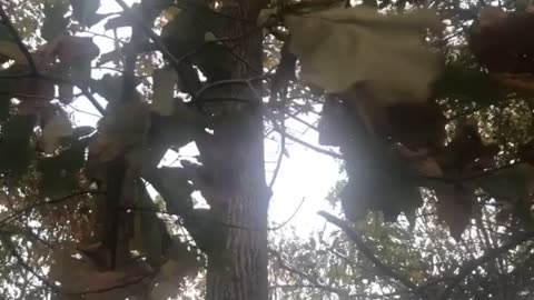 Single Leaf Going Crazy