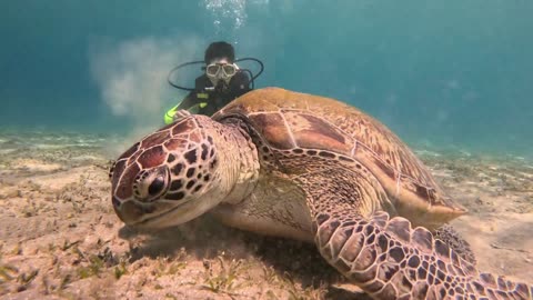 Sea Turtle and Relaxing Music