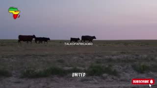 “How Africa's Beef Import Ban Crashed America’s Cattle Industry – $95B Gone Overnight.”