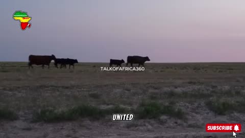 “How Africa's Beef Import Ban Crashed America’s Cattle Industry – $95B Gone Overnight.”