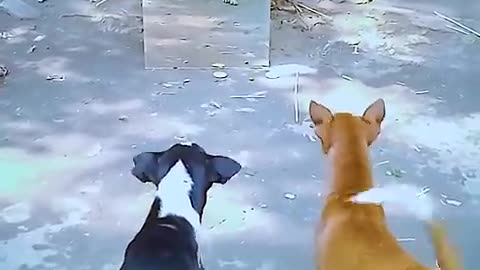 dog mirror prank