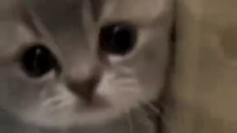 Dog's Comedy Videos 🤣 so cute videos 😍 funny videos in puppies comedy 😍