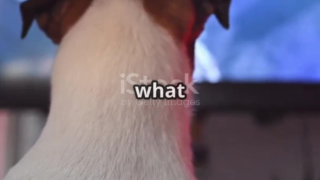 What does your dog do when he is alone?