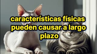 Países Bajos prohibirá dos razas de gatos desde 2026