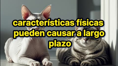 Países Bajos prohibirá dos razas de gatos desde 2026