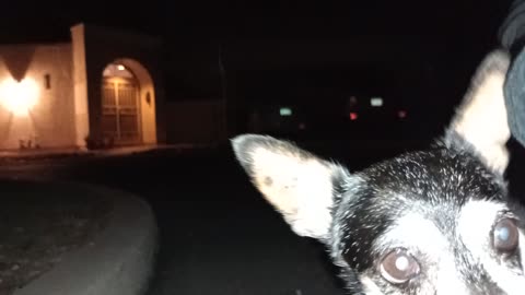 ChaCha Chiquis doggie walk midway rest area Chiquis ran off, hope felt my love, came back20251009256