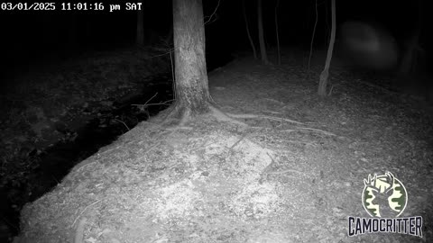 CamoCritter Critter Cam Live Stream