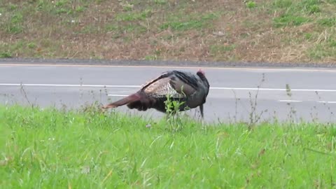 Wild Turkeys on Martindale
