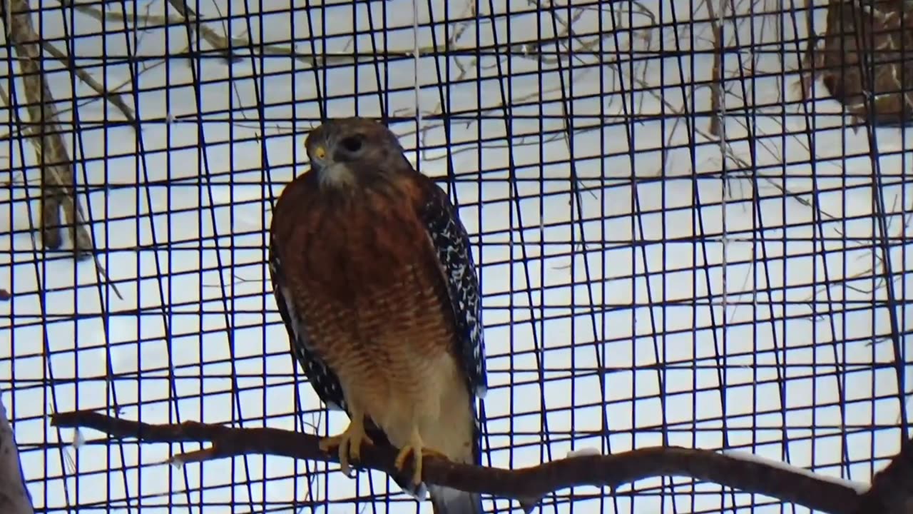Injured Red-tailed hawk
