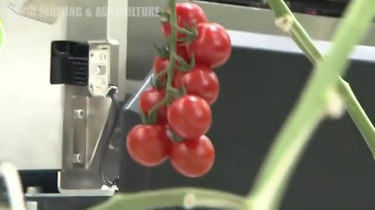 Record Breaking Harvest.