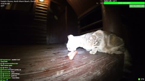 Feeding a Wild Cat Some Hotdogs in Miami, Florida