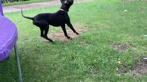 This kid and the neighbors dog