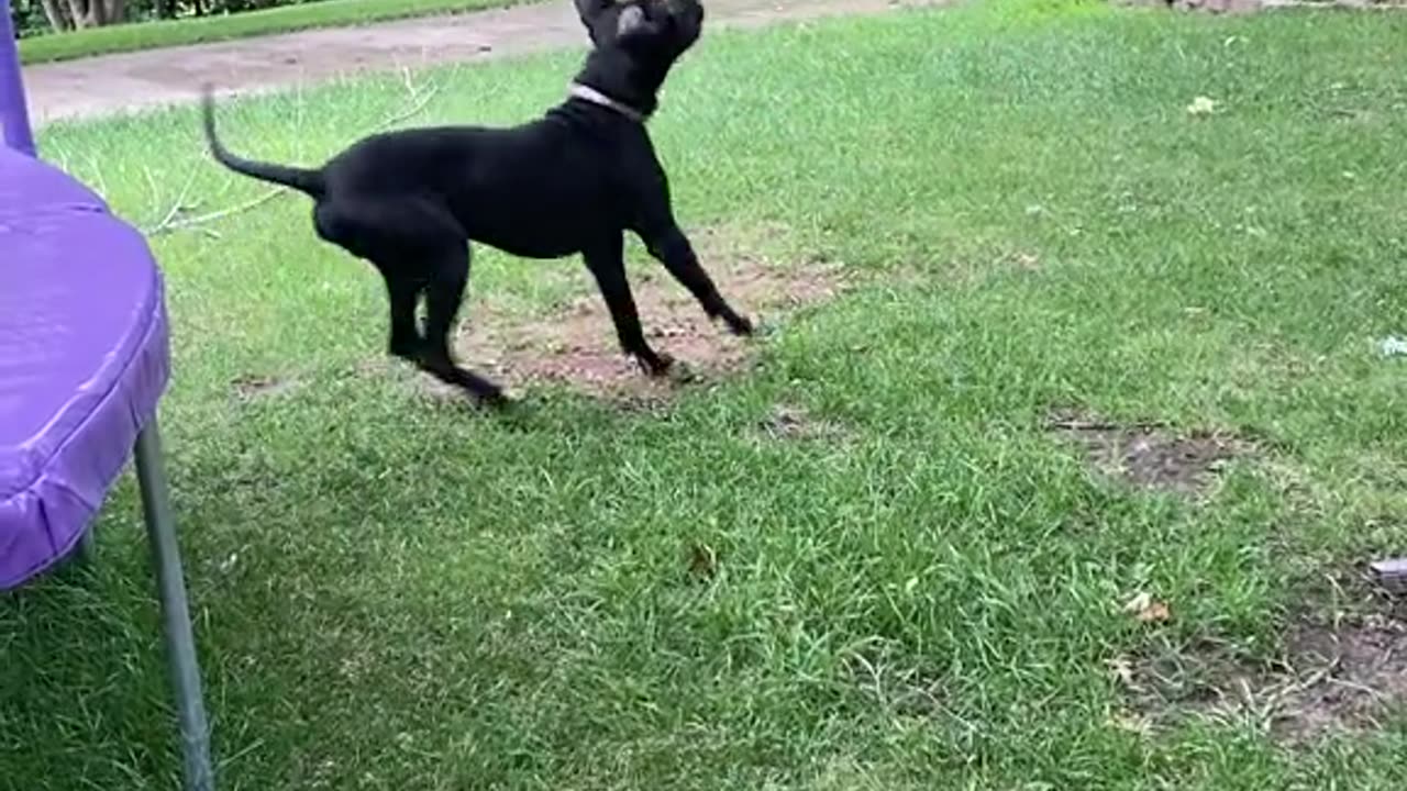 This kid and the neighbors dog