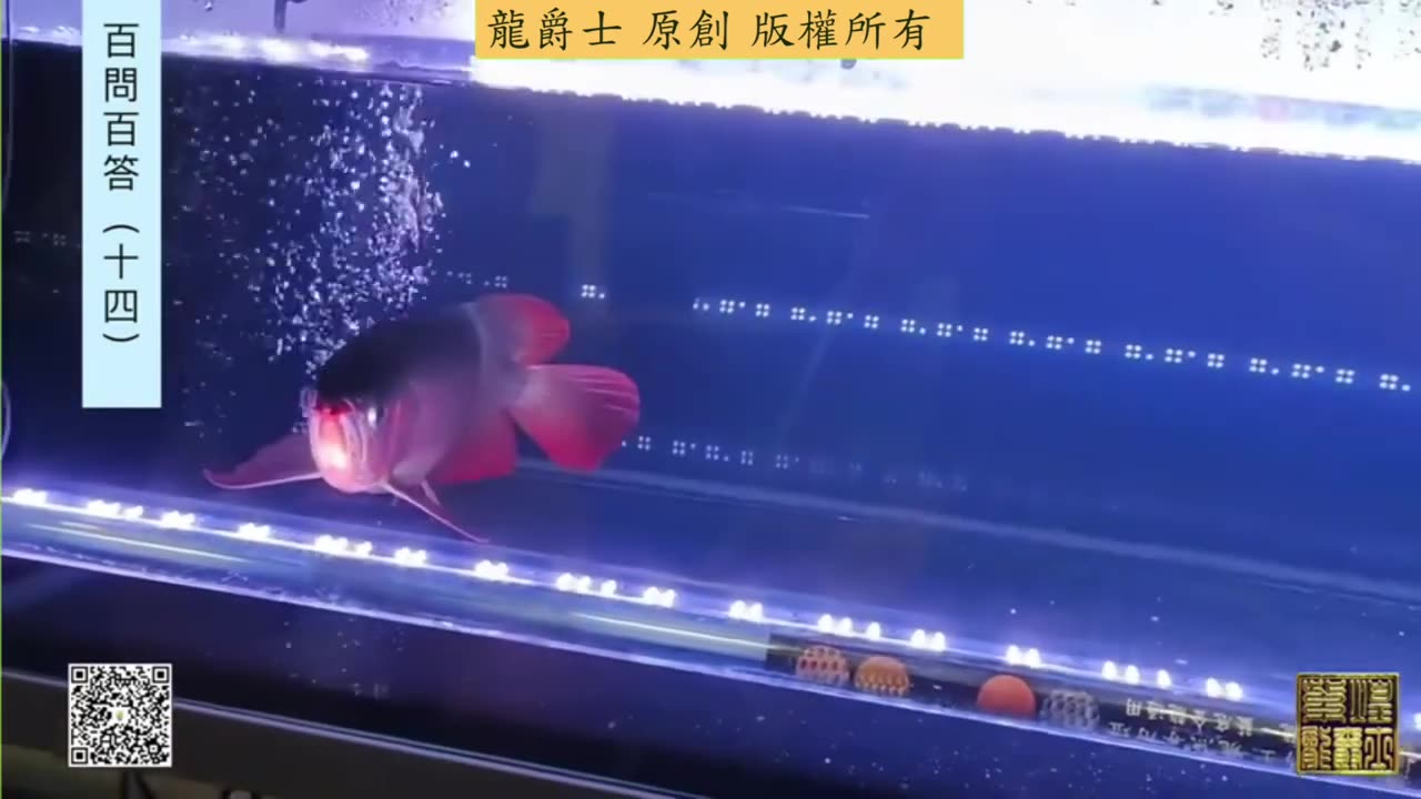 【龍爵士】千問千答 Q144 五呎缸五隻龍魚會太擠嗎