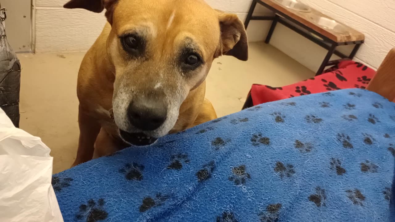 Kaia 8y A878948@TRN, from kennel 143 PACC shelter she has groovy disposition to start day20251207810