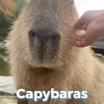 Exotic Animals You Can Actually Own LEGALLY! 🦁🐍 #Shorts