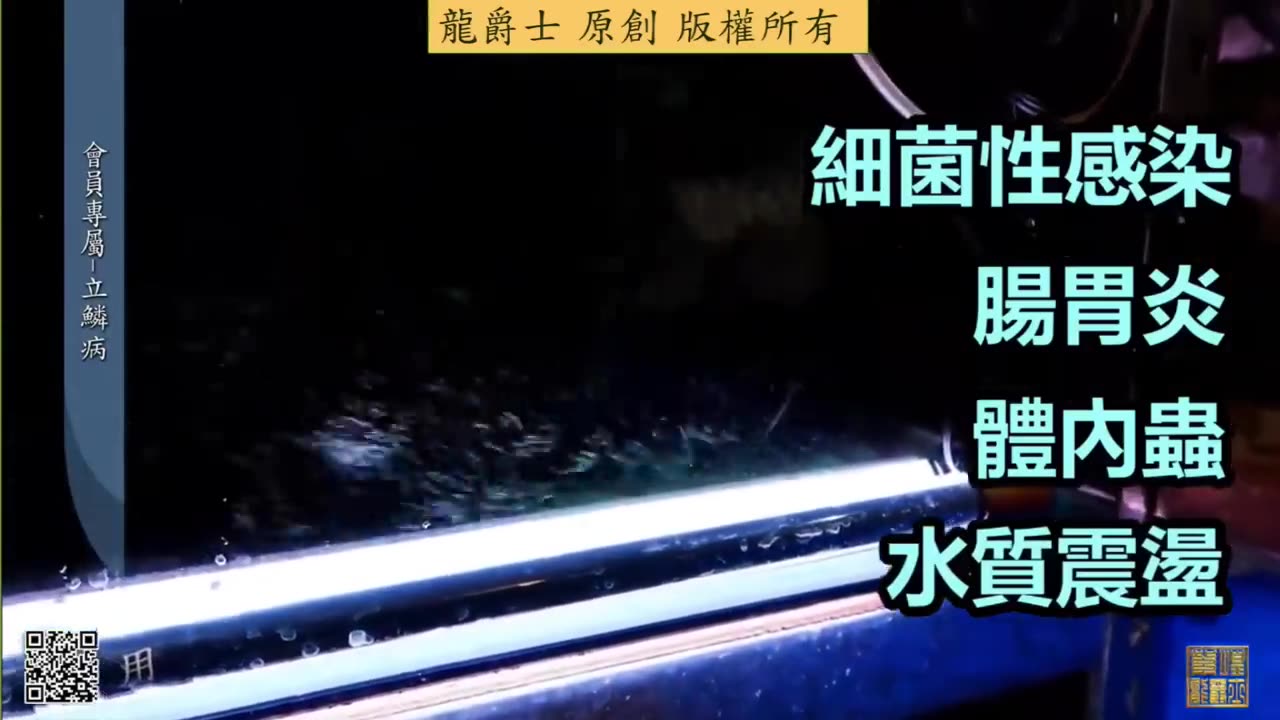 【龍爵士】會員專屬 立鱗病 專業級