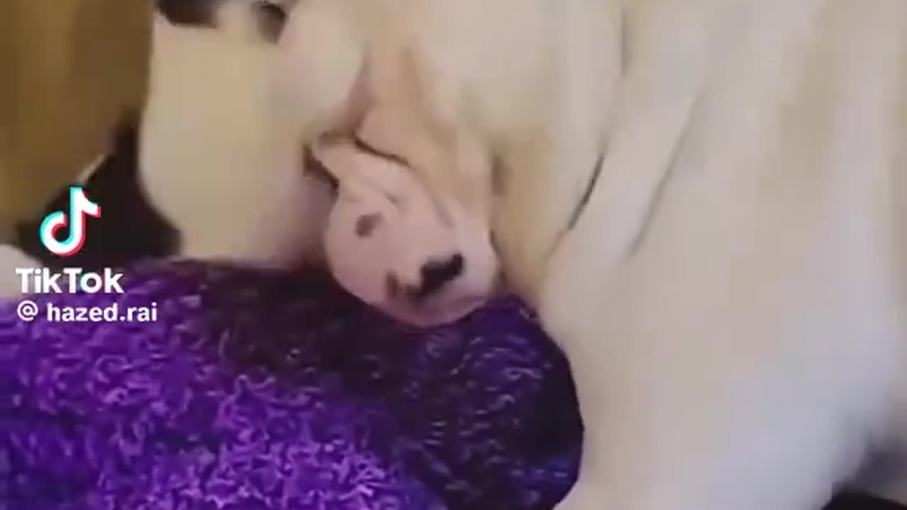 Funny video