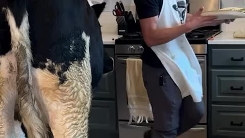 Cooking at home with big cow