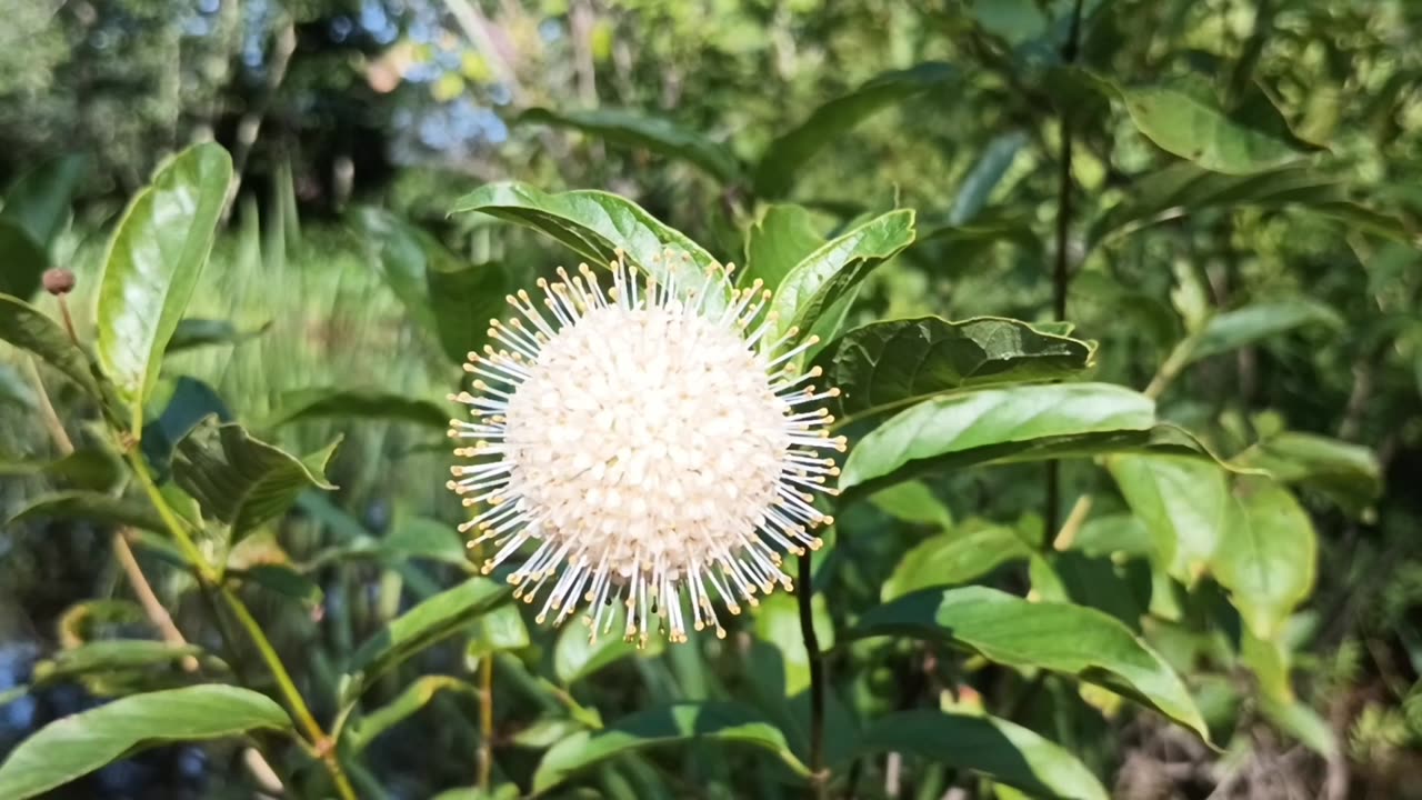 Sugar Shack Buttonbush