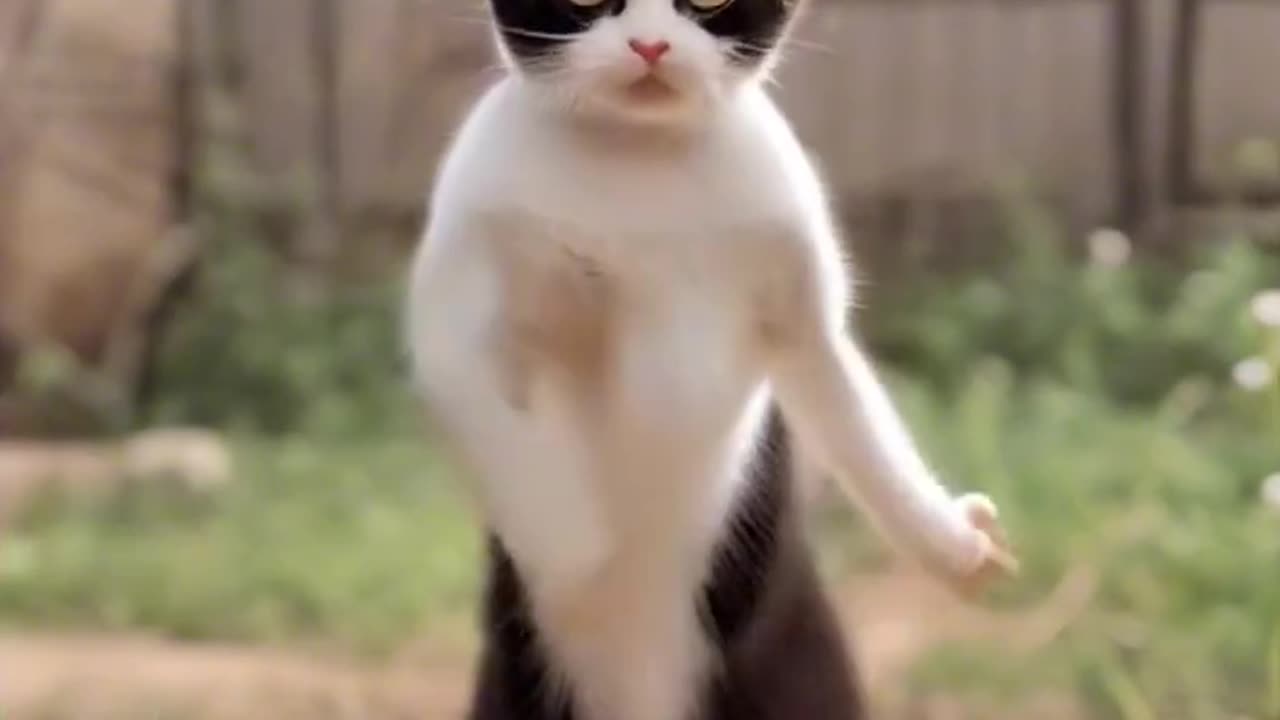 Dancing Cat Grooves to Fun Song!