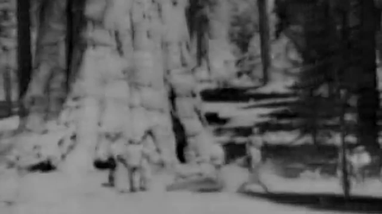 Sequoia National Park: Nature's Majesty and Human Endeavor, 1938