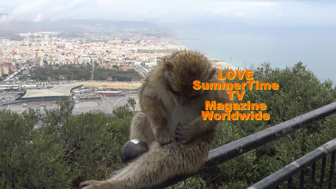Gibraltar Rock. Barbary Macaque Monkies photo book 1. Available through Blurb and Amazon Worldwide