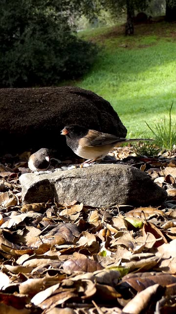 Dark-eyed Junco🐦Breakfast Treat