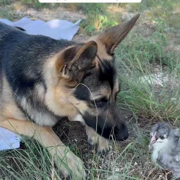 German Shepherd POKED in the eye by baby chick