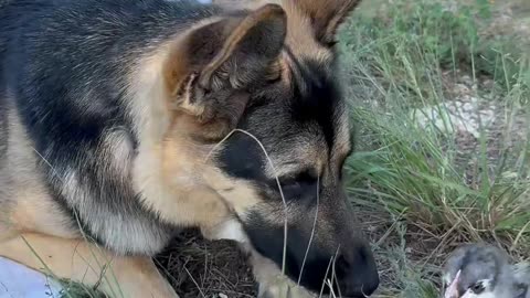 German Shepherd POKED in the eye by baby chick