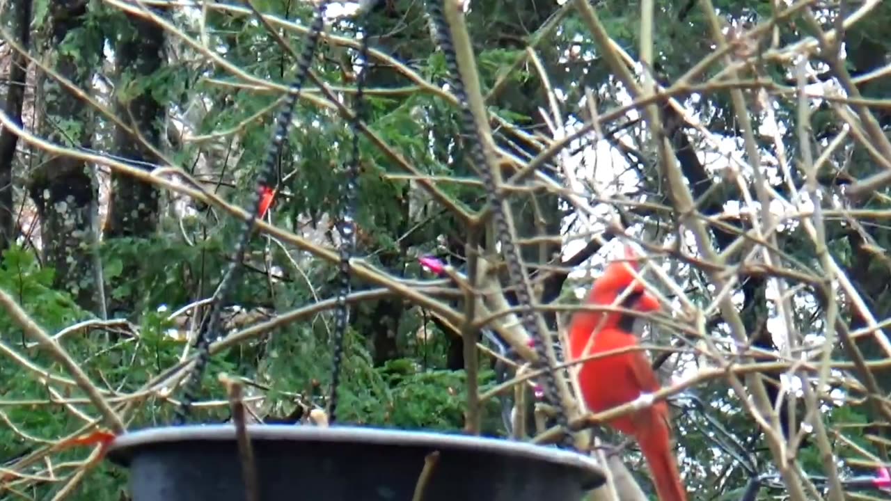 Cardinal