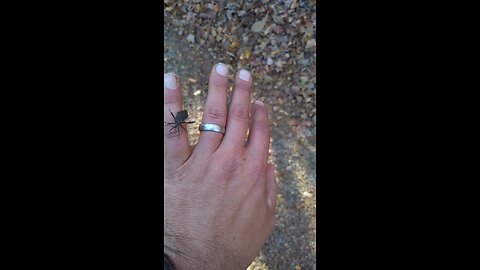 Giant Footed Leaf Bug