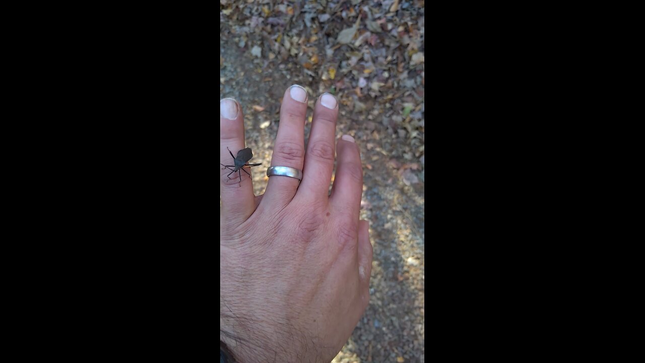 Giant Footed Leaf Bug