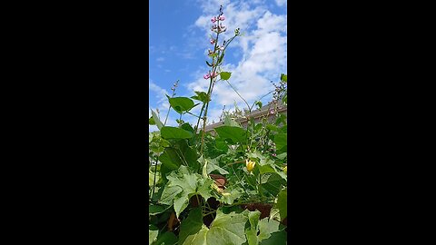 "organic ridge gourd"