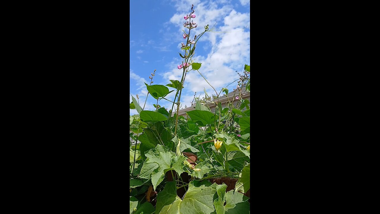"organic ridge gourd"