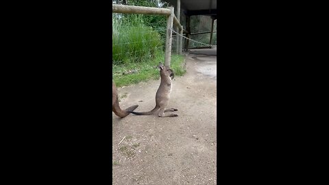 Only in Australia 🇦🇺