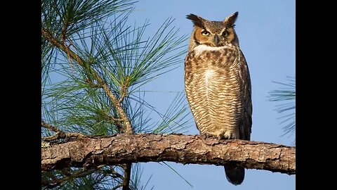 WHY I made The Order of the Owls. ALSO can my family be un-brainwashed? Possibly!