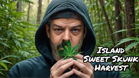 Island Sweet Skunk Harvest Time Is FINALLY Here #marshydro