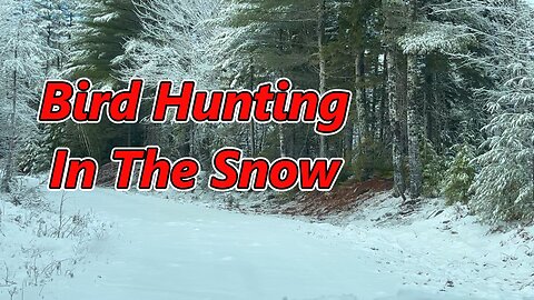 Partridge Hunting In The Snow