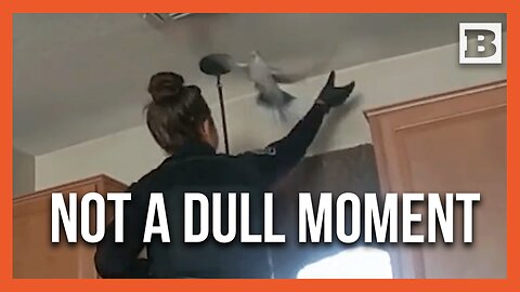 Winging It: Hilarious Police Pursuit After Woman Calls 911 over "Huge Pigeon" in Her House