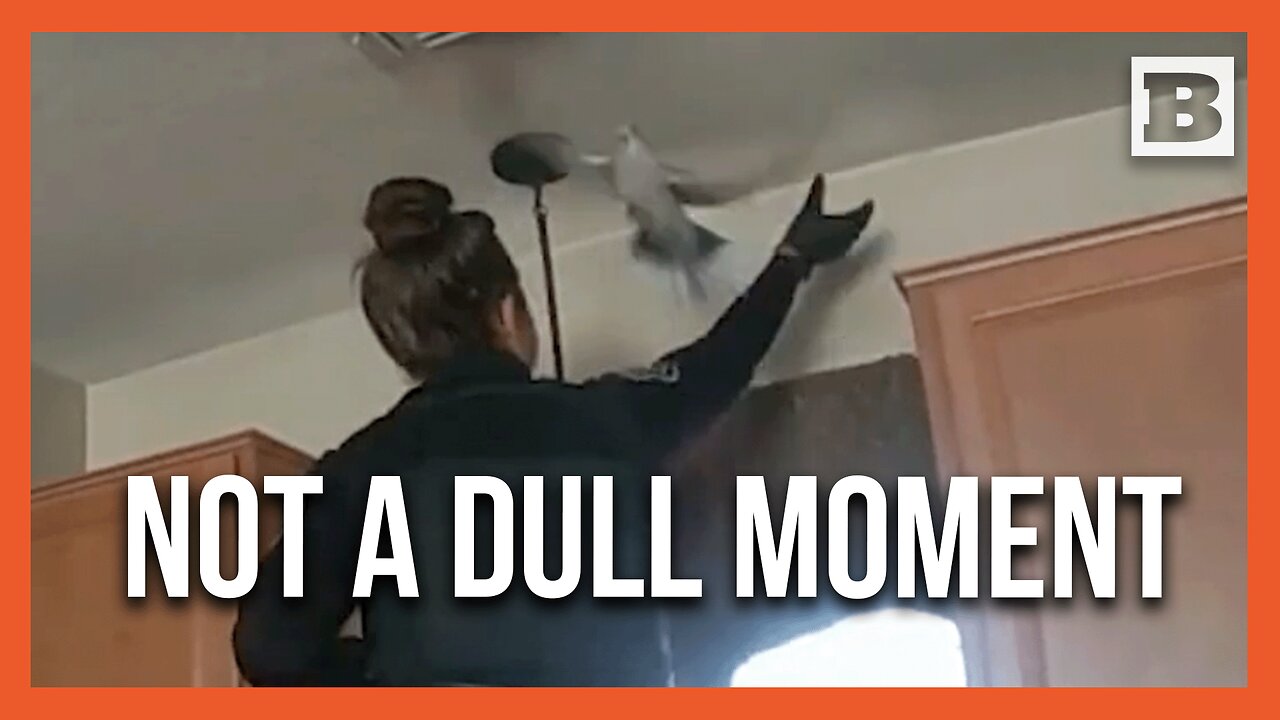 Winging It: Hilarious Police Pursuit After Woman Calls 911 over "Huge Pigeon" in Her House