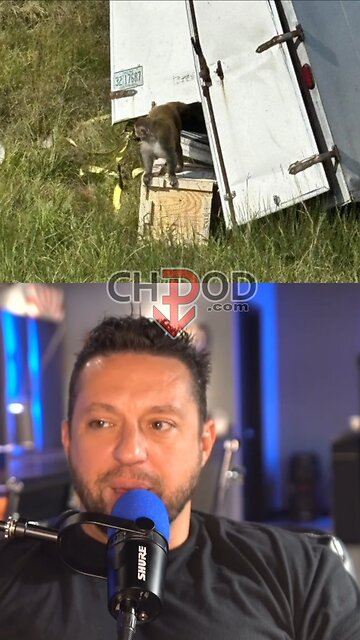 Monkeys escape. What caused the crash?