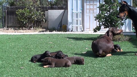 The Fierce Love of a Doberman Mom: Protecting Her Pups from Dad’s Affection"