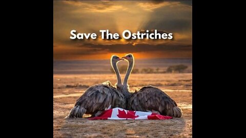 Save Our Ostriches